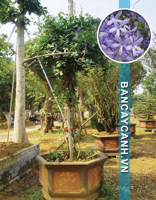  CÂY MAI XANH - PETREA VOLUBILIS MÃ MAIXANH04